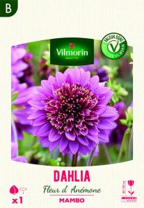 Dahlia Mambo (x1)